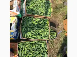 Зображення для оголошення Продам ґрунтовий огірок на засолку