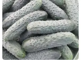 Зображення для оголошення Продам Органічний огірок