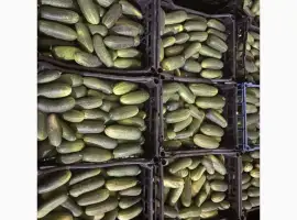 Зображення для оголошення Продам огурец