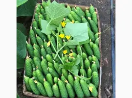 Зображення для оголошення Продам огірки