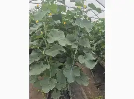 Зображення для оголошення Продам огірки тепличні від виробника оптом