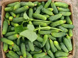 Зображення для оголошення Продам огірок на консервацію та соління оптом