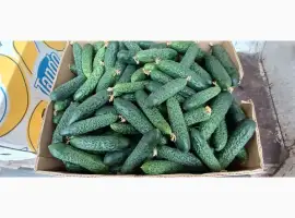 Зображення для оголошення Продам огірок ОПТ