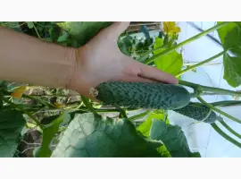 Зображення для оголошення Продам огірок