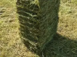 Зображення для оголошення Продам сіно