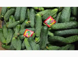Зображення для оголошення Продам огірок