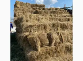 Зображення для оголошення Продам сено в тюках