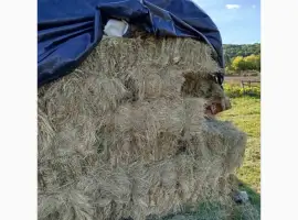 Зображення для оголошення Сіно лугове