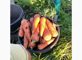 Зображення для оголошення Продам моркву