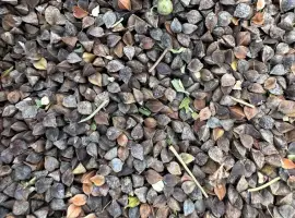 Підприємство купує зерно гречки. Розрахунок зразу. Самовивіз з господарств. По всій країні