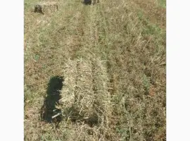 Зображення для оголошення Продам сіно в тюках (суміш: вика