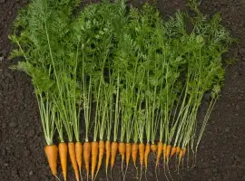 Зображення для оголошення Продам заморожена морква кубик оптом від 5 тонн овочевий кубик для HoReCa Полтавська обл