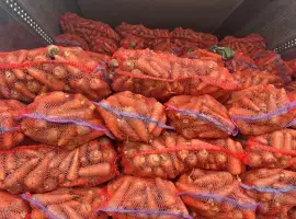 Зображення для оголошення Продам морковь Каскад
