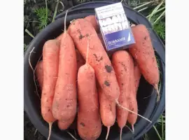 Зображення для оголошення Продам моркву