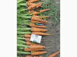 Зображення для оголошення Продам моркву
