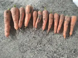 Зображення для оголошення Продам моркву
