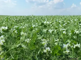 Зображення для оголошення Куплю гречиху