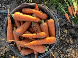Зображення для оголошення Продам морковку