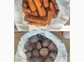 Зображення для оголошення Продам морква Каскад