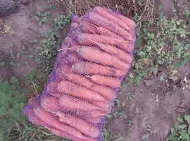 Зображення для оголошення Продам моркву