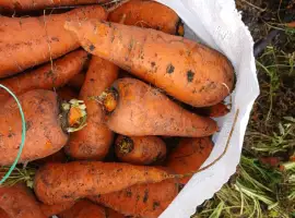 Зображення для оголошення Продам морковь