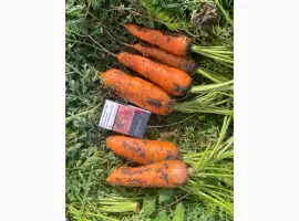 Зображення для оголошення Продам товарну моркву