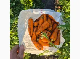 Зображення для оголошення Продам морковку сорт абака
