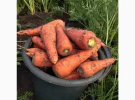 Зображення для оголошення Продам товарну моркву Абразо