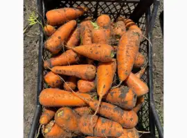 Зображення для оголошення Продам морковь с песка