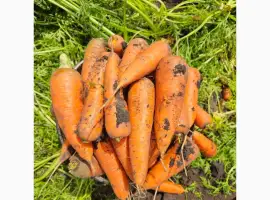Зображення для оголошення Продам сетевую чистую морковь