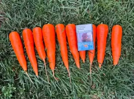 Зображення для оголошення Продам моркву