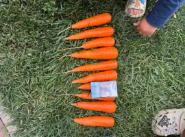 Зображення для оголошення Продам моркву Абако
