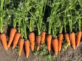 Зображення для оголошення Продам качественную морковь