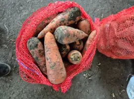 Зображення для оголошення Продам моркву