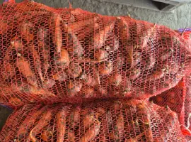 Зображення для оголошення Продам морковку мелкую