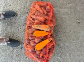Зображення для оголошення Продам морковку