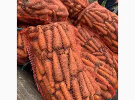 Зображення для оголошення Продам товарну моркву
