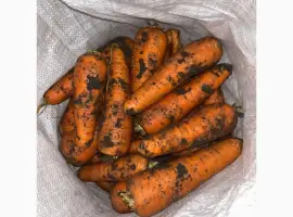 Зображення для оголошення Продам моркву Каскад