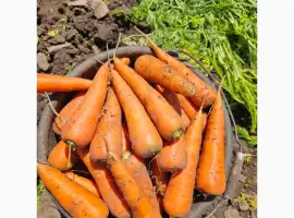 Зображення для оголошення Продам качественную морковь Абако