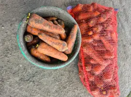 Зображення для оголошення Продам моркву
