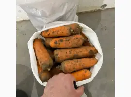 Зображення для оголошення Продам моркву