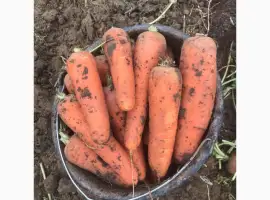 Зображення для оголошення Продам моркву