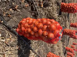 Зображення для оголошення Продам лук