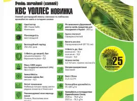 Продам насіння озимого Ячменю сорт КВС УОЛЛЕС