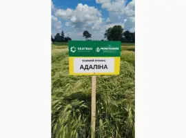 Озимий ячмінь Адаліна