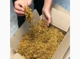 Зображення для оголошення Табак для куріння