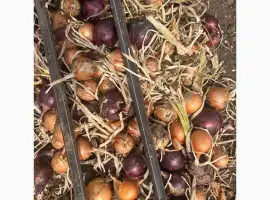 Зображення для оголошення Куплю цибулю об’ємом