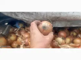 Зображення для оголошення Продам некалібровану цибулю