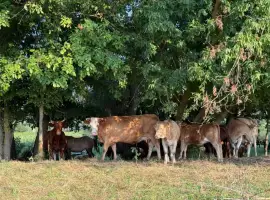 Зображення для оголошення Продаж Корів