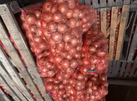 Зображення для оголошення Продаємо жовту цибулю оптом
